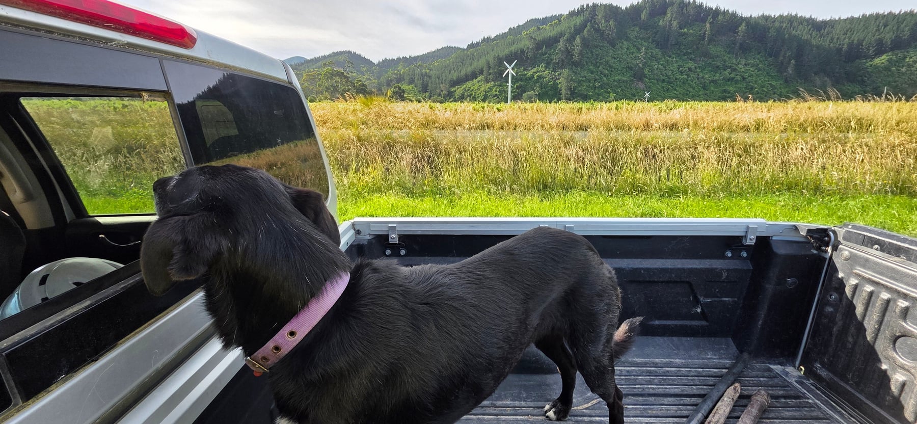 Working dog and ute against the Marlborough hills
