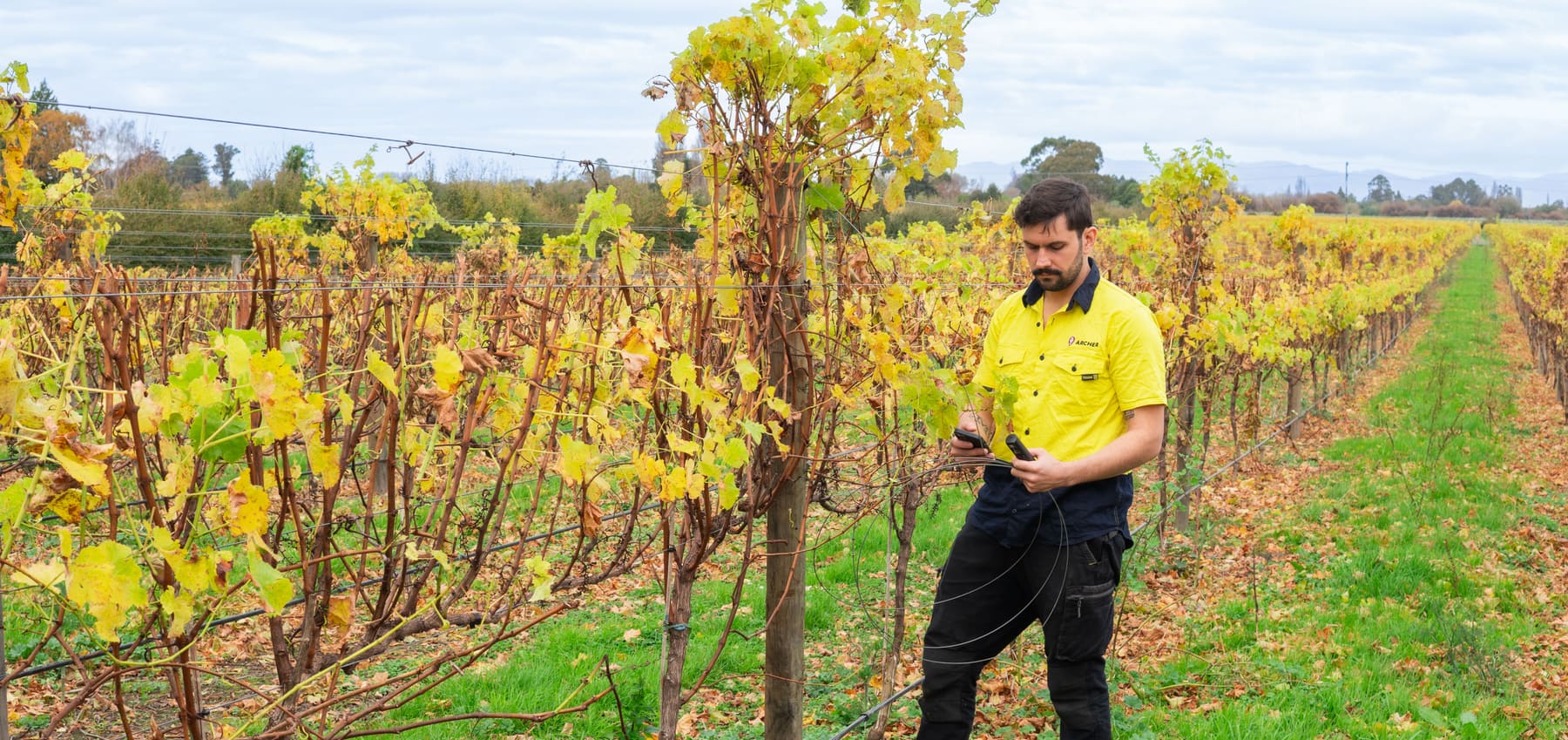 A grower checking the Archer app on their phone in the vineyard rows