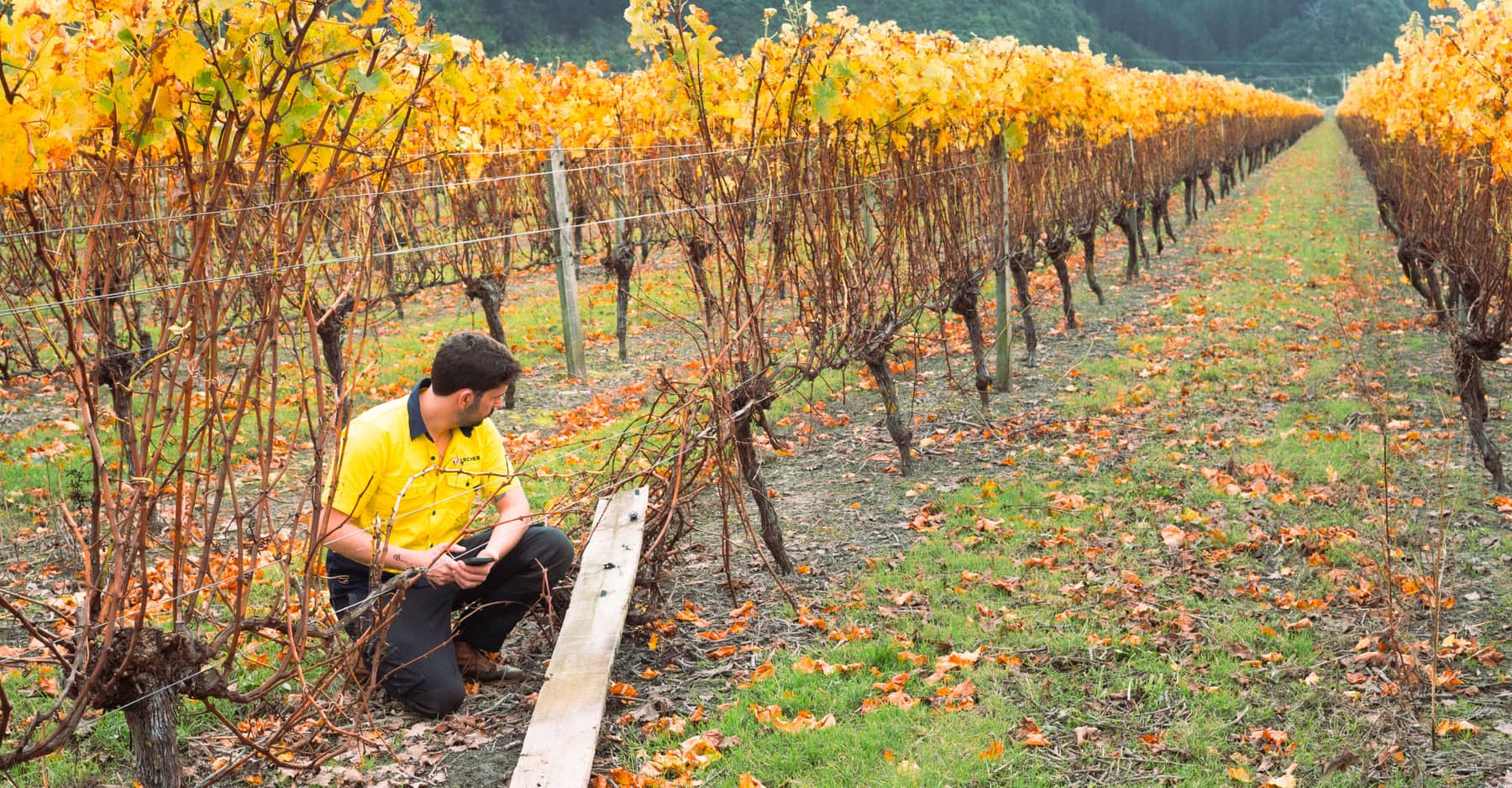 Marking an issue on the spot with a phone in an autumn vineyard row