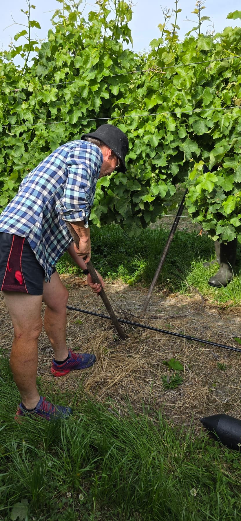Vineyard worker trimming a row in Marlborough